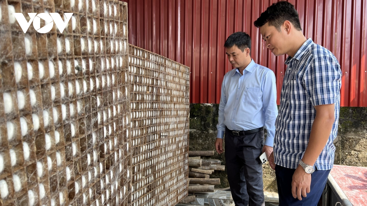 dâu tằm tươi xanh trên đất lũ trấn yên hình ảnh 3 dau tam tuoi xanh tren dat lu tran yen hinh anh 3