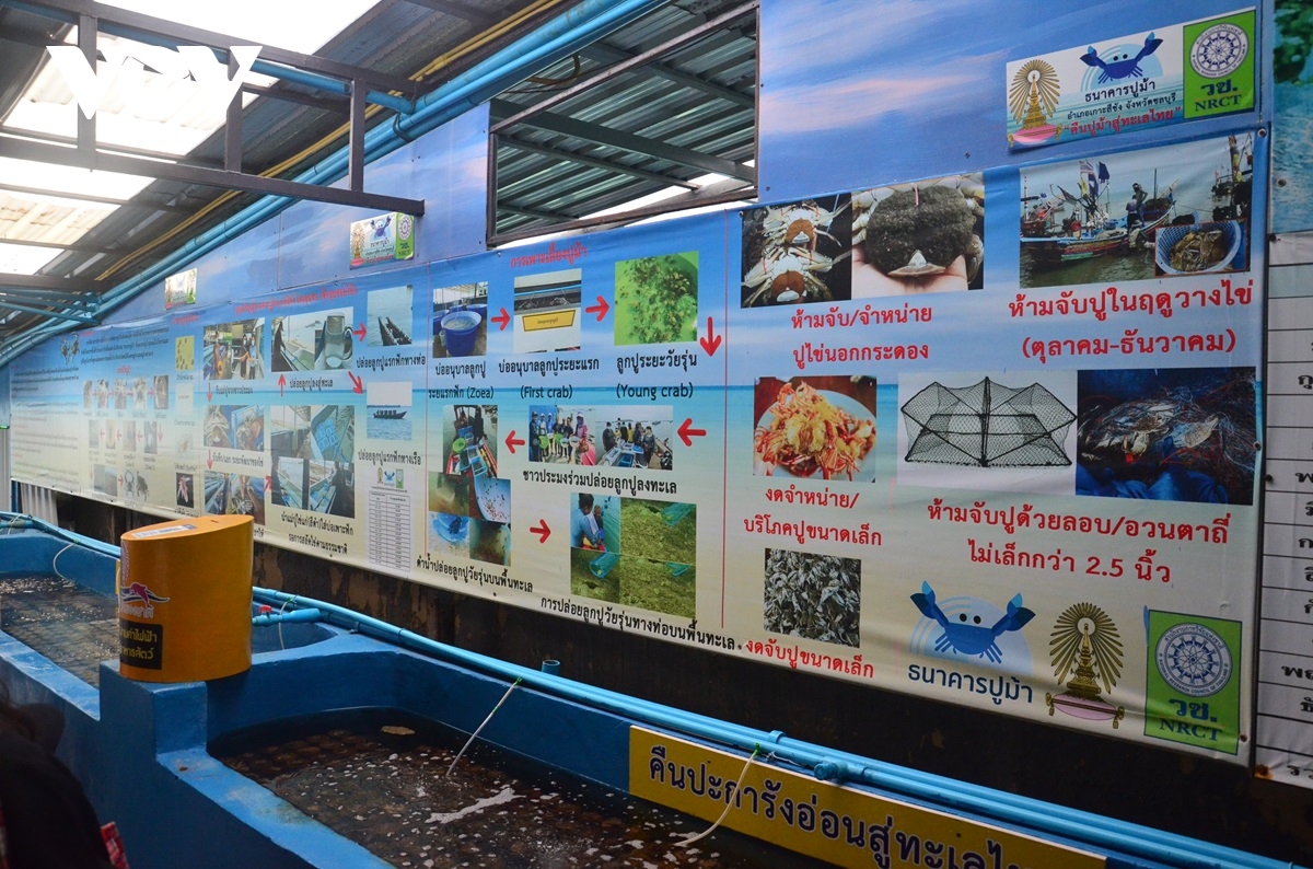 thái lan bảo tồn ghẹ xanh, cải thiện sinh kế cho người dân ở đảo koh si-chang hình ảnh 1 thai lan bao ton ghe xanh, cai thien sinh ke cho nguoi dan o dao koh si-chang hinh anh 1