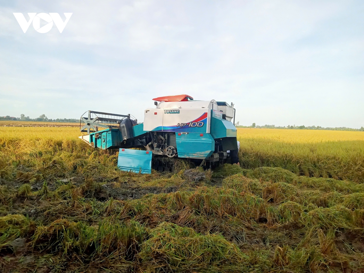 canh tác lúa theo hướng bền vững, thân thiện với môi trường là xu thế tất yếu hình ảnh 1 canh tac lua theo huong ben vung, than thien voi moi truong la xu the tat yeu hinh anh 1