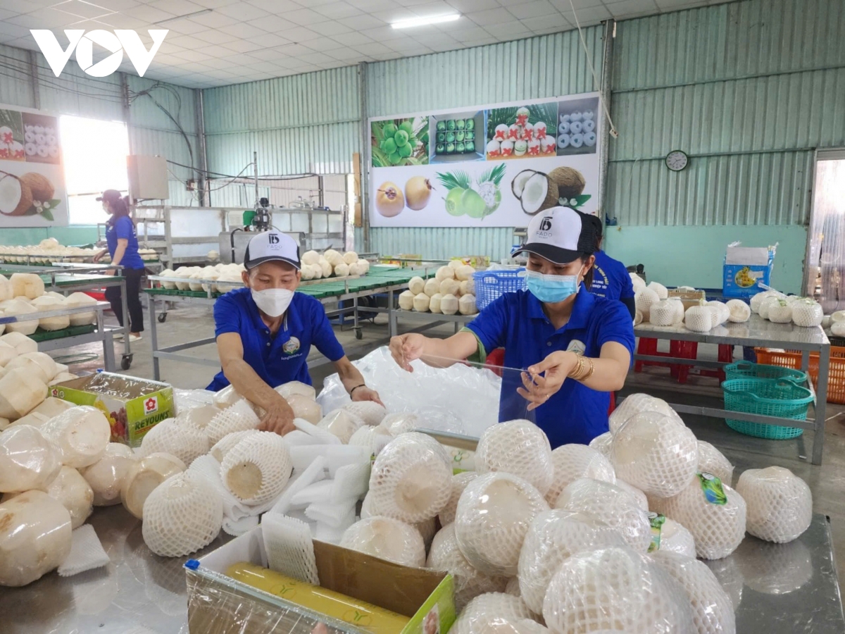 trái dừa khô tiền giang có giá cao nhất từ trước đến nay hình ảnh 2 trai dua kho tien giang co gia cao nhat tu truoc den nay hinh anh 2