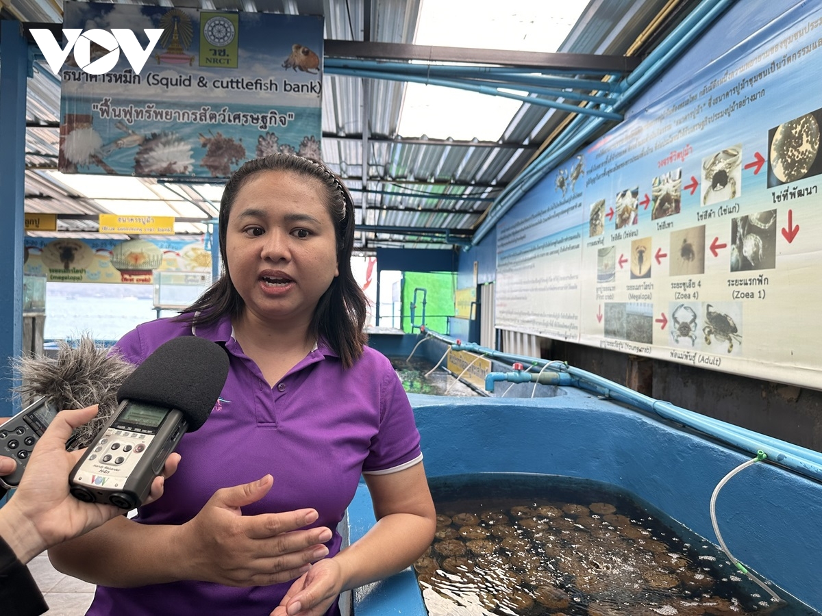 thái lan khôi phục tài nguyên và hệ sinh thái biển để ổn định sinh kế bền vững hình ảnh 5 thai lan khoi phuc tai nguyen va he sinh thai bien de on dinh sinh ke ben vung hinh anh 5