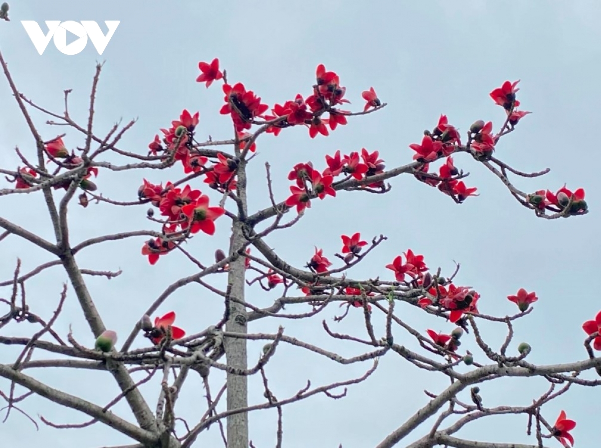 Scarlet Bombax ceiba blossoms brighten Hanoi
