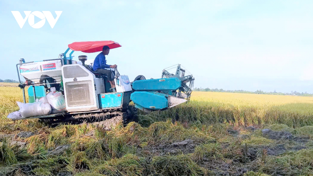 Ứng dụng ai trong nông nghiệp để định vị hạt gạo việt nam hình ảnh 2 Ung dung ai trong nong nghiep de dinh vi hat gao viet nam hinh anh 2