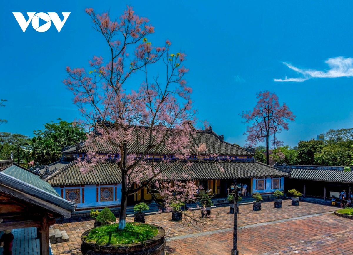 ngắm vương giả chi hoa khoe sắc trong quần thể di tích cố đô huế hình ảnh 11 ngam vuong gia chi hoa khoe sac trong quan the di tich co do hue hinh anh 11
