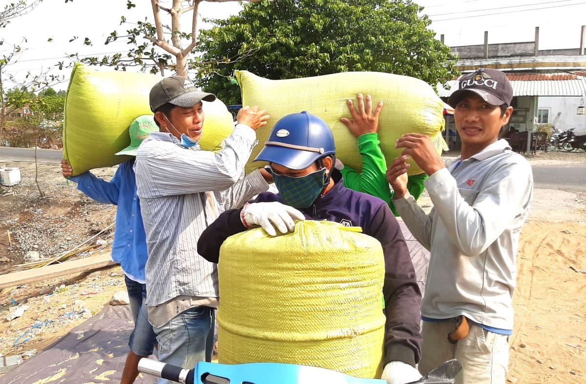 cà mau thúc đẩy liên kết chuỗi, ứng dụng công nghệ mới nâng chất lúa gạo hình ảnh 1 ca mau thuc day lien ket chuoi, ung dung cong nghe moi nang chat lua gao hinh anh 1