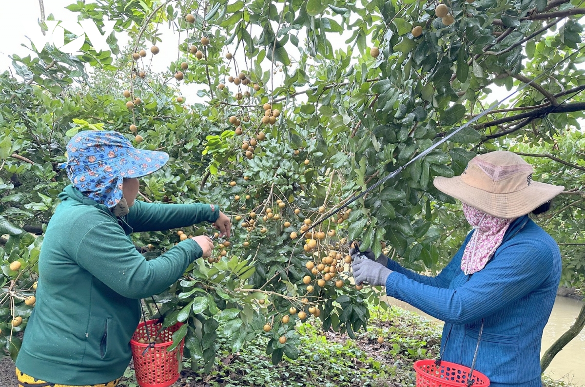 Nông dân ở Cần Thơ thu tiền tỷ từ trồng nhãn xuất khẩu