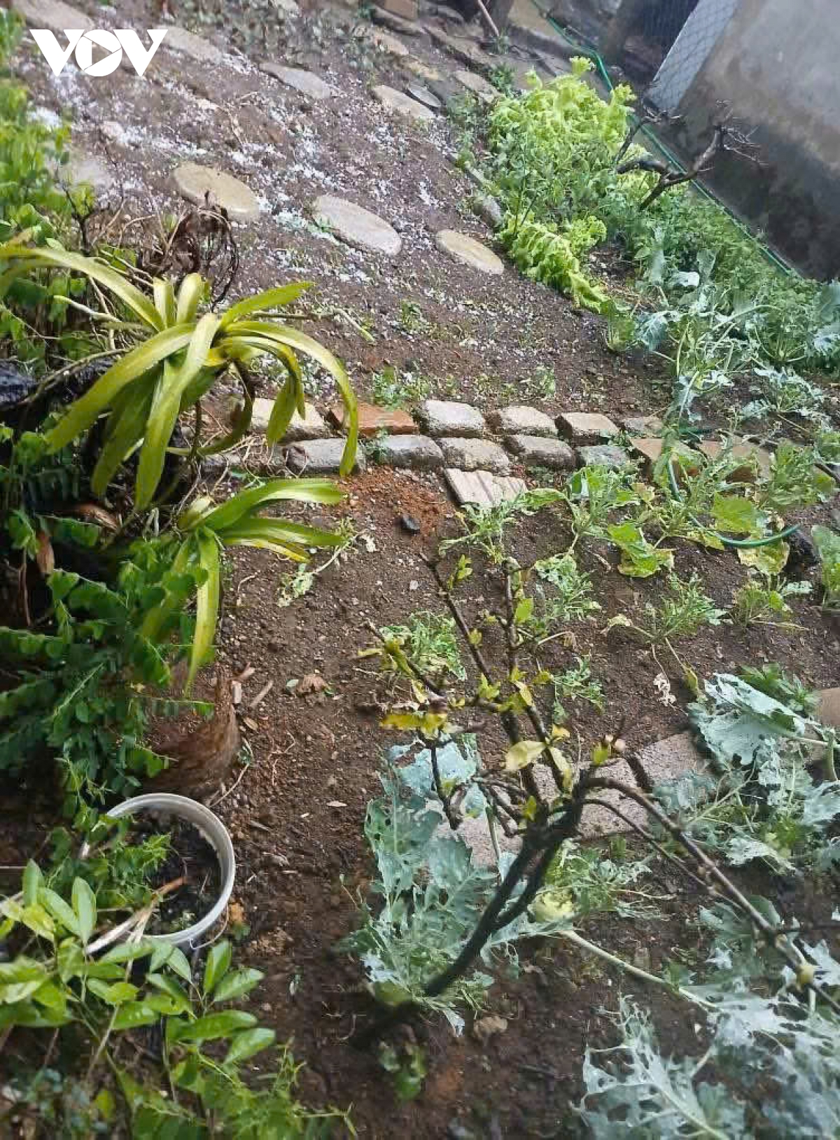 mưa đá, dông lốc gây ảnh hưởng đến sản xuất nông nghiệp ở sơn la hình ảnh 2 mua da, dong loc gay anh huong den san xuat nong nghiep o son la hinh anh 2