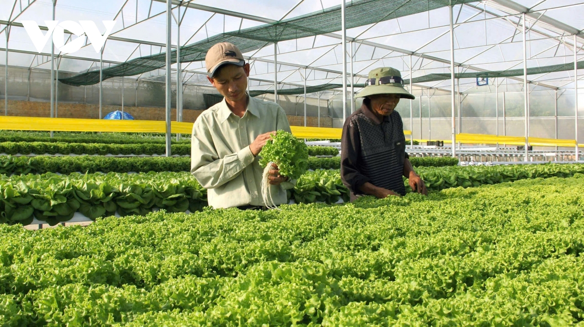 nâng cao năng lực tuân thủ tiêu chuẩn thúc đẩy xuất khẩu rau quả việt nam hình ảnh 2 nang cao nang luc tuan thu tieu chuan thuc day xuat khau rau qua viet nam hinh anh 2
