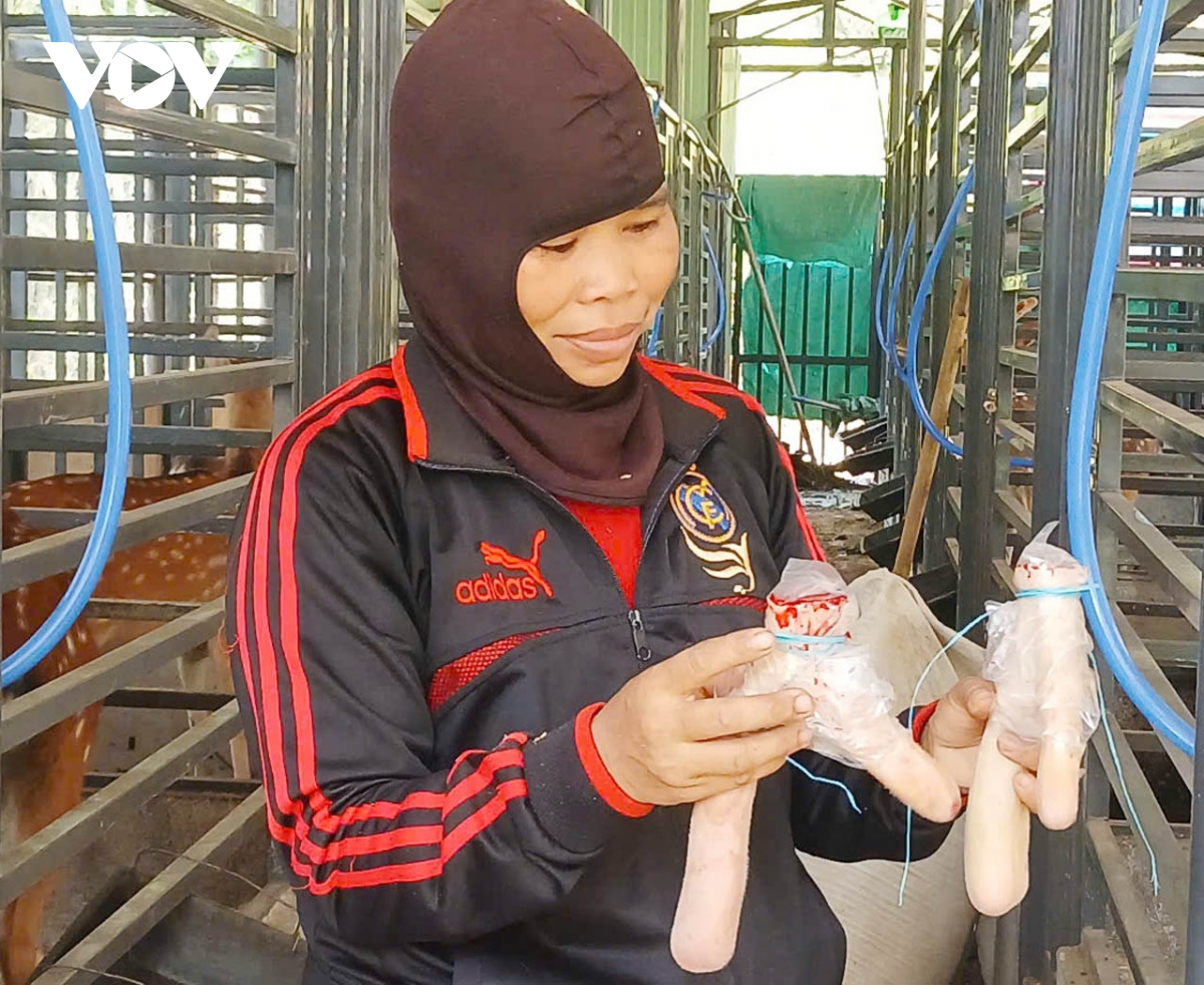 nuoi huou sao lay nhung giup nguoi co tu thoat ngheo hinh anh 2