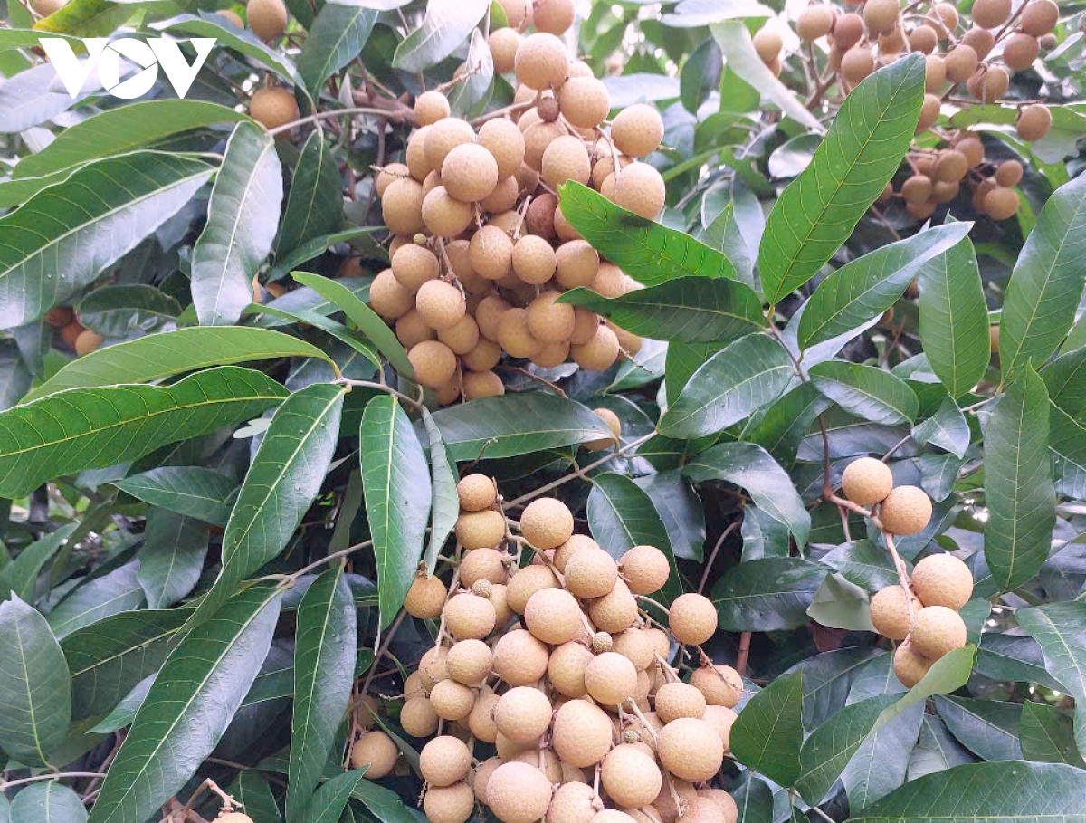 nông dân ở cần thơ thu tiền tỷ từ trồng nhãn xuất khẩu hình ảnh 2 nong dan o can tho thu tien ty tu trong nhan xuat khau hinh anh 2