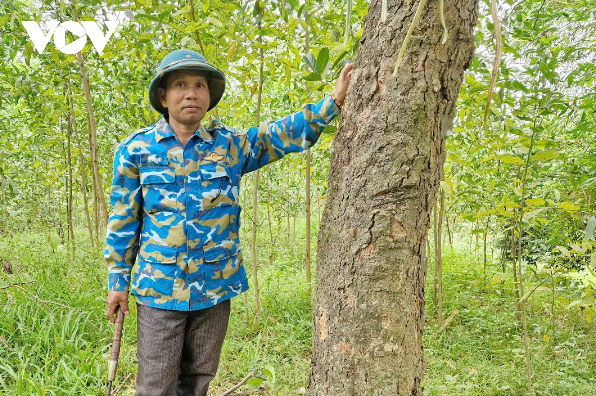 trồng rừng gỗ lớn, hướng phát triển bền vững của người dân miền núi quảng nam hình ảnh 1 trong rung go lon, huong phat trien ben vung cua nguoi dan mien nui quang nam hinh anh 1