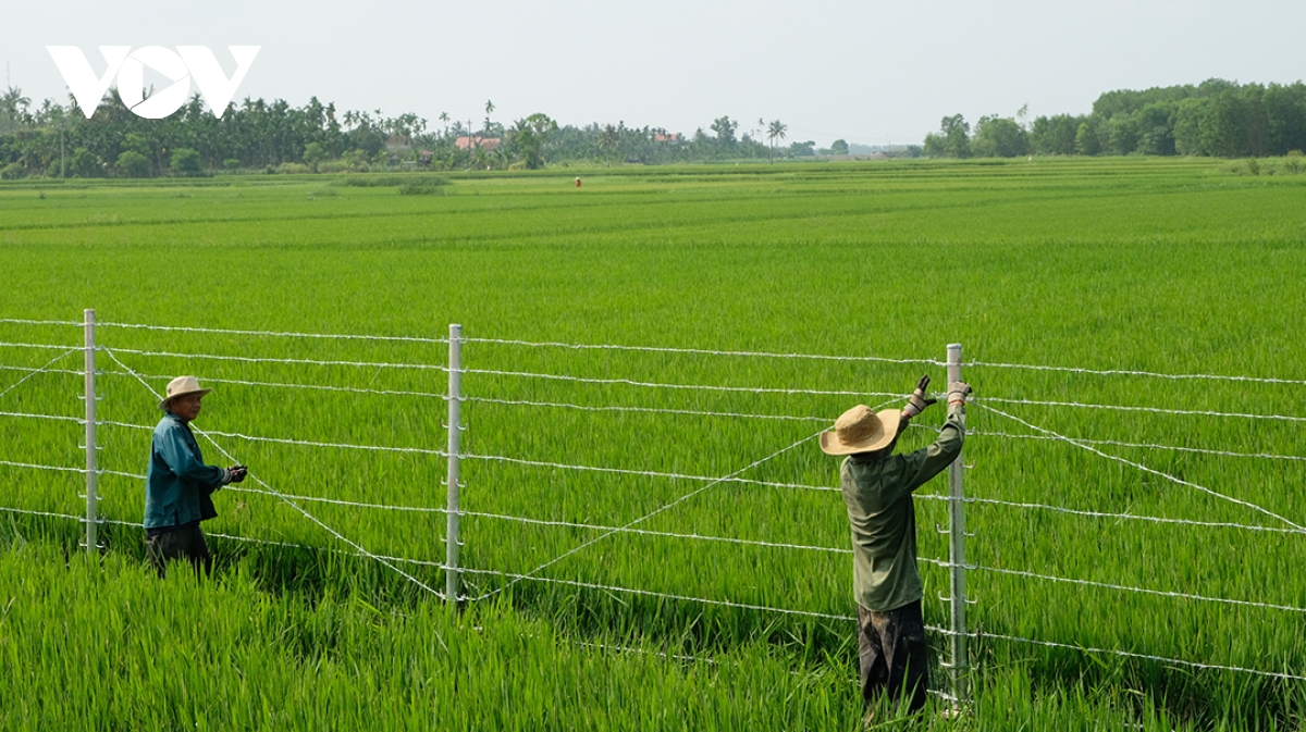 làm xuyên lễ trên cao tốc quảng ngãi-hoài nhơn hình ảnh 11 lam xuyen le tren cao toc quang ngai-hoai nhon hinh anh 11