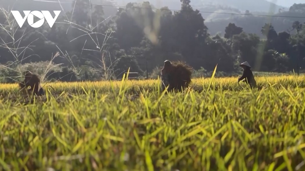 tìm sinh kế bền vững cho người dân làng nủ hình ảnh 4 tim sinh ke ben vung cho nguoi dan lang nu hinh anh 4