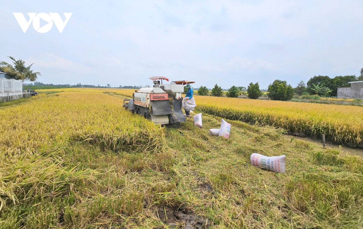canh tác lúa theo hướng bền vững, thân thiện với môi trường là xu thế tất yếu hình ảnh 4 canh tac lua theo huong ben vung, than thien voi moi truong la xu the tat yeu hinh anh 4