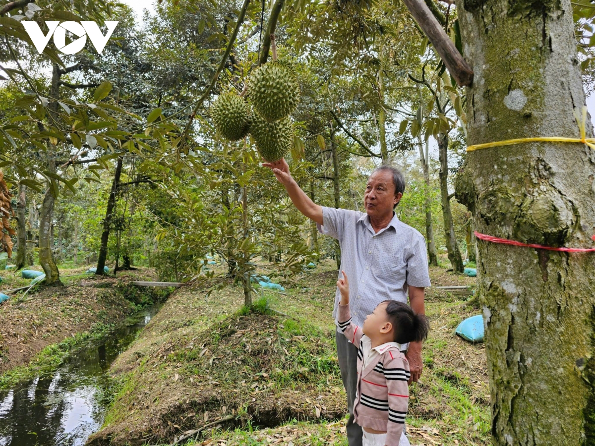 vườn cây sầu riêng ở tiền giang thoát hạn mặn, chuẩn bị vào mùa thu hoạch hình ảnh 2 vuon cay sau rieng o tien giang thoat han man, chuan bi vao mua thu hoach hinh anh 2