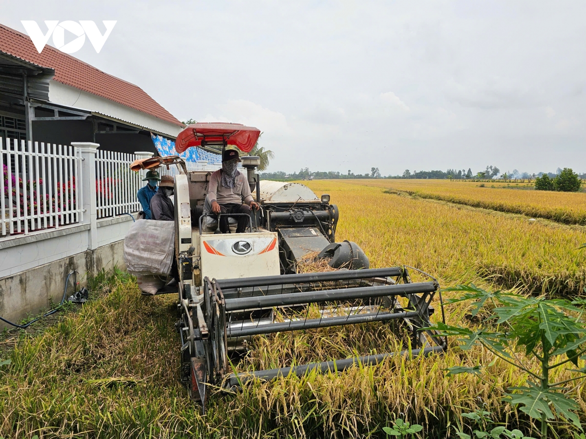canh tác lúa theo hướng bền vững, thân thiện với môi trường là xu thế tất yếu hình ảnh 5 canh tac lua theo huong ben vung, than thien voi moi truong la xu the tat yeu hinh anh 5