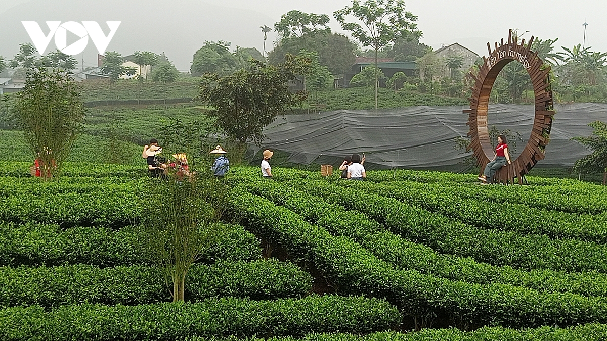 Đa dạng sản phẩm du lịch với chủ đề trải nghiệm xứ trà đậm đà bản sắc hình ảnh 5 Da dang san pham du lich voi chu de trai nghiem xu tra dam da ban sac hinh anh 5