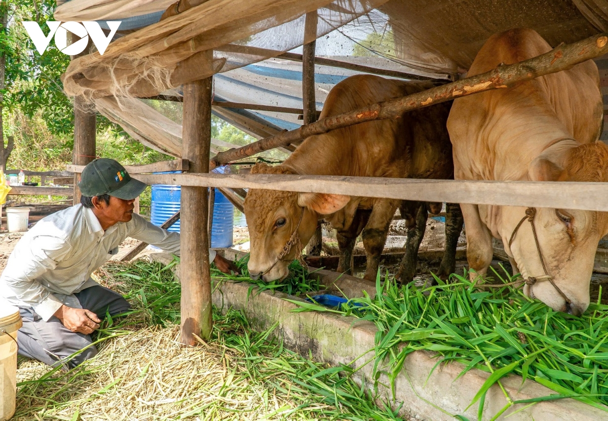 niềm vui nhà mới của đồng bào khmer ở cà mau hình ảnh 3 niem vui nha moi cua dong bao khmer o ca mau hinh anh 3