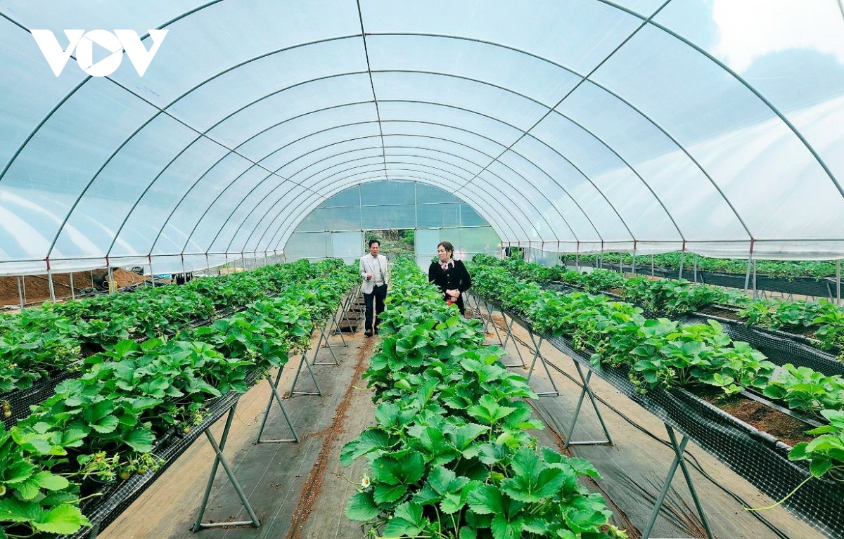 sơn la chủ động nhiều phương án xúc tiến tiêu thụ nông sản hình ảnh 2 son la chu dong nhieu phuong an xuc tien tieu thu nong san hinh anh 2