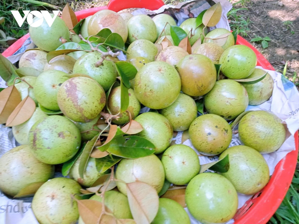 Đbscl với trọng trách an ninh lương thực và bảo vệ môi trường hình ảnh 2 Dbscl voi trong trach an ninh luong thuc va bao ve moi truong hinh anh 2