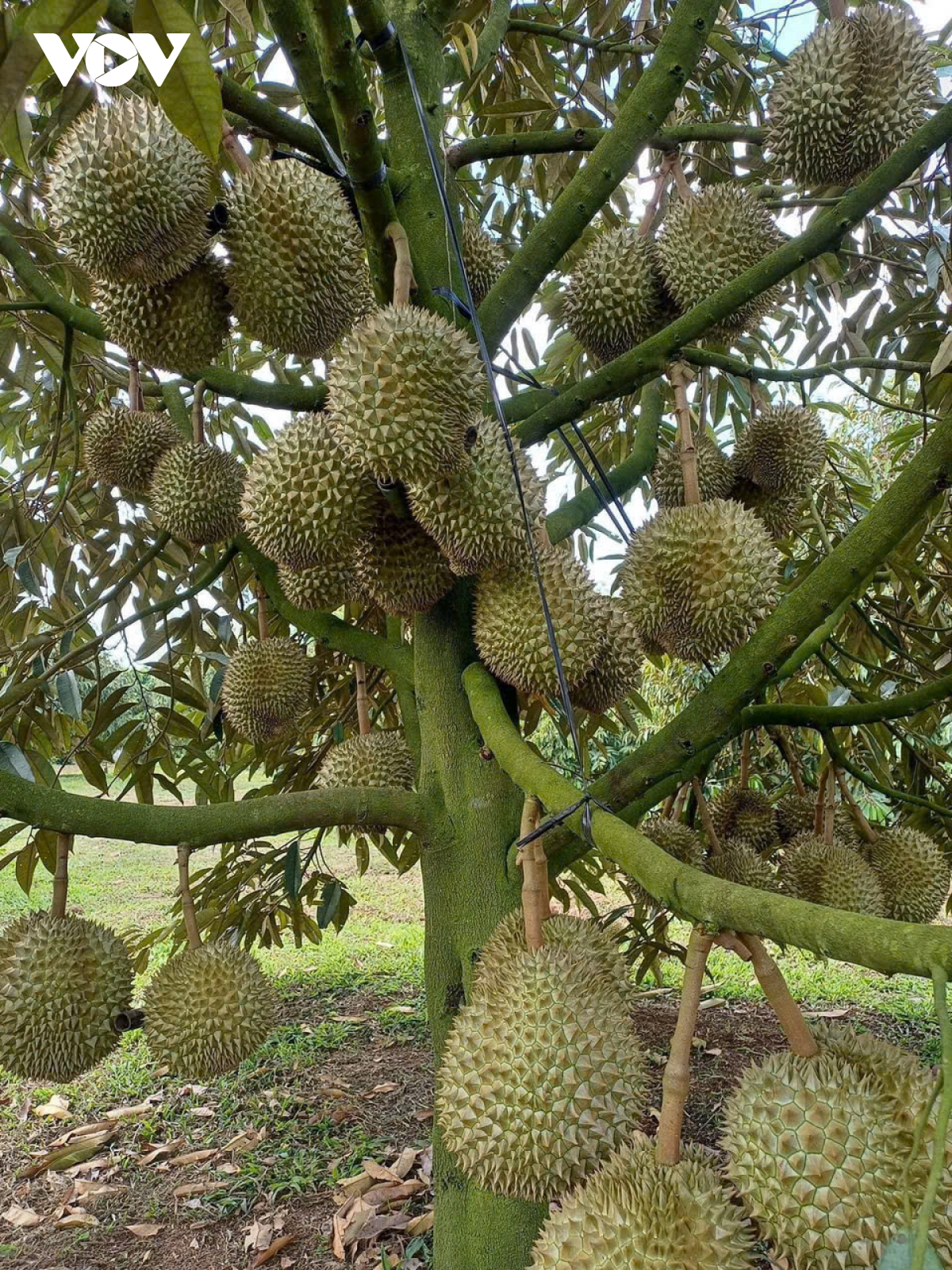 vườn cây sầu riêng ở tiền giang thoát hạn mặn, chuẩn bị vào mùa thu hoạch hình ảnh 1 vuon cay sau rieng o tien giang thoat han man, chuan bi vao mua thu hoach hinh anh 1