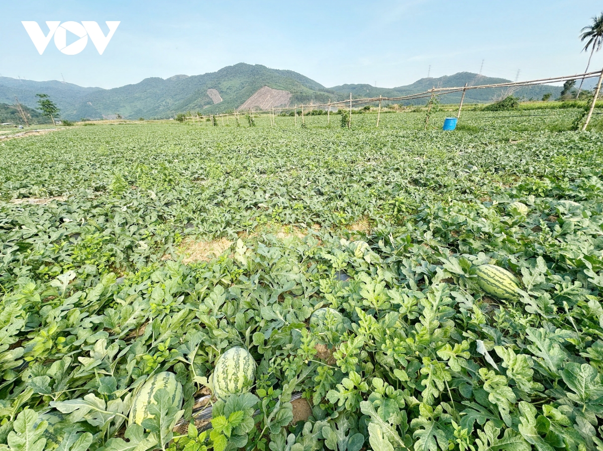 người trồng dưa hấu ở hòa bắc được mùa nhưng mất giá hình ảnh 5 nguoi trong dua hau o hoa bac duoc mua nhung mat gia hinh anh 5