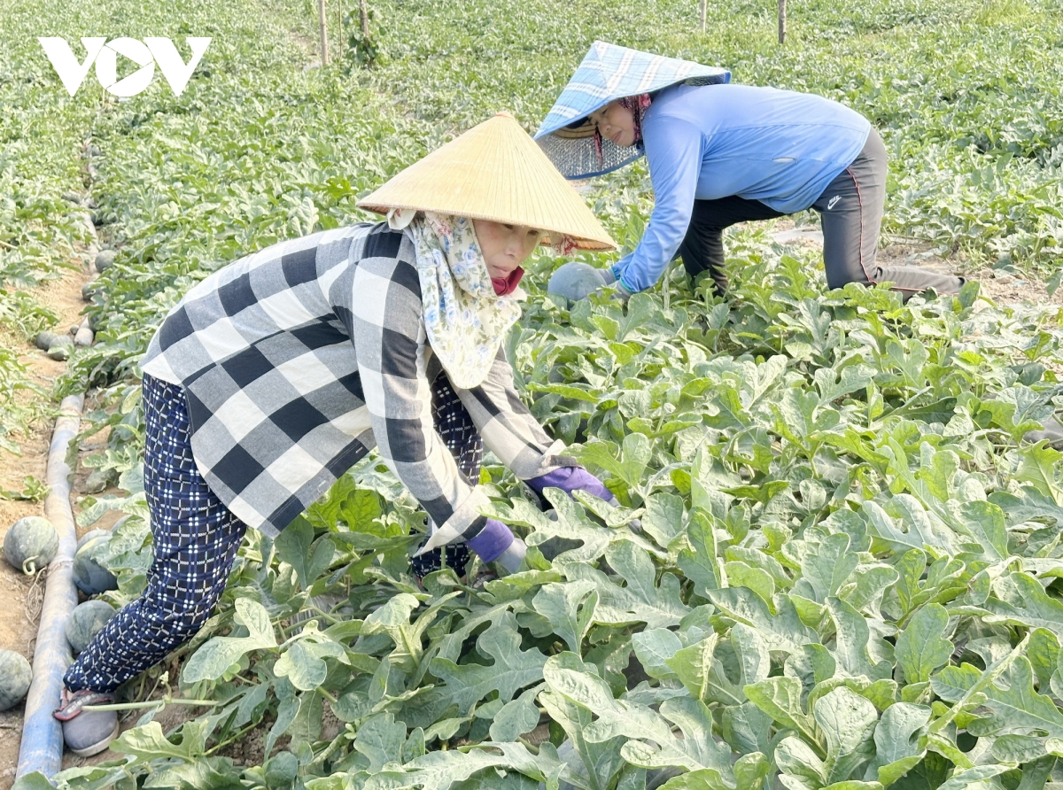 người trồng dưa hấu ở hòa bắc được mùa nhưng mất giá hình ảnh 3 nguoi trong dua hau o hoa bac duoc mua nhung mat gia hinh anh 3