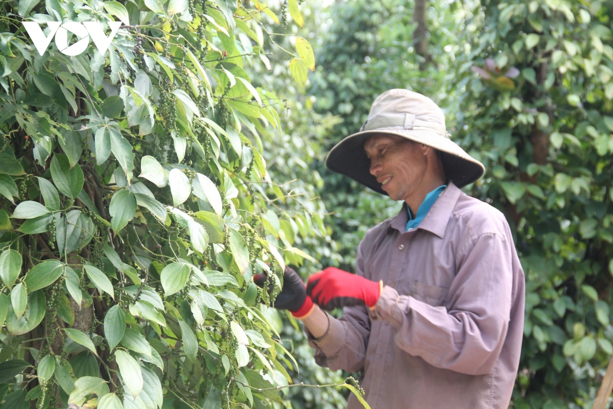 hồ tiêu và gia vị duy trì kiểm soát chất lượng, dù gặp khó tại thị trường mỹ hình ảnh 1 ho tieu va gia vi duy tri kiem soat chat luong, du gap kho tai thi truong my hinh anh 1