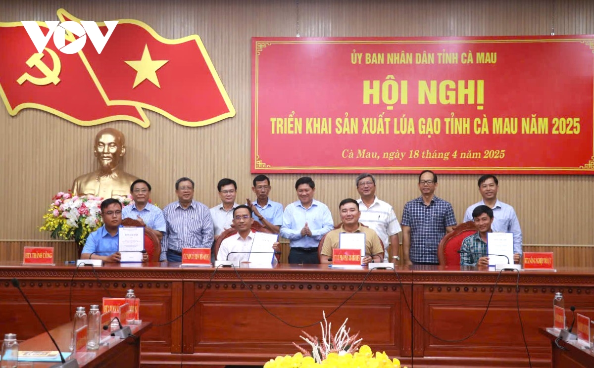 cà mau thúc đẩy liên kết chuỗi, ứng dụng công nghệ mới nâng chất lúa gạo hình ảnh 2 ca mau thuc day lien ket chuoi, ung dung cong nghe moi nang chat lua gao hinh anh 2