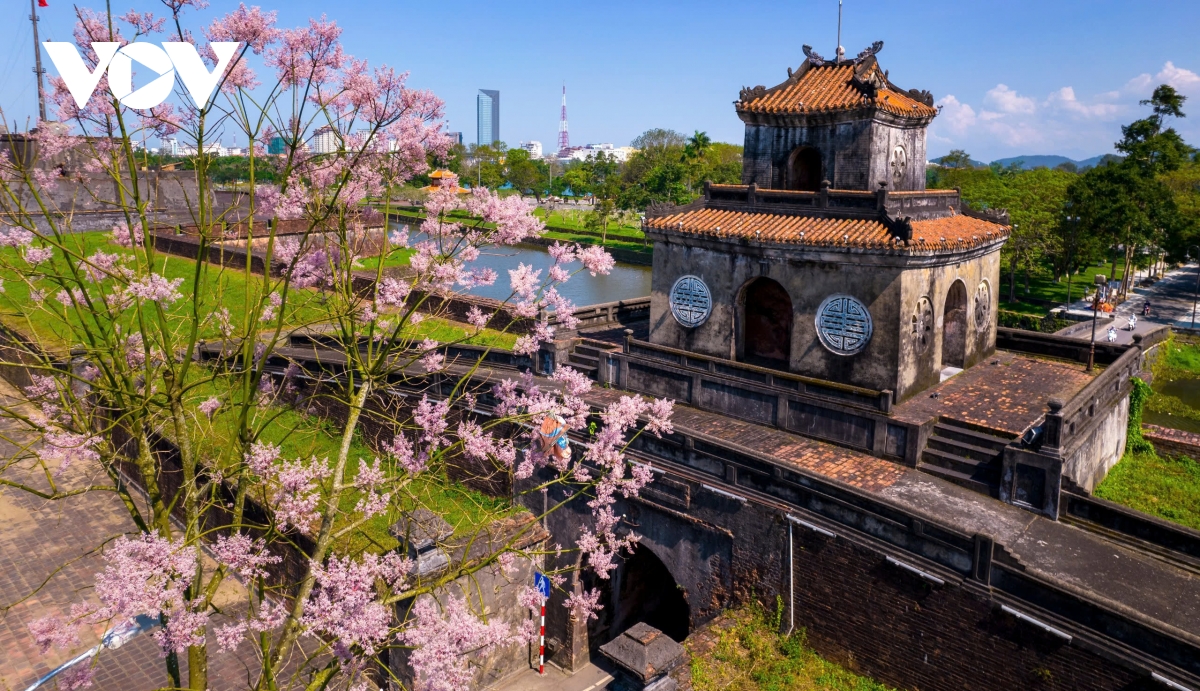 ngắm vương giả chi hoa khoe sắc trong quần thể di tích cố đô huế hình ảnh 1 ngam vuong gia chi hoa khoe sac trong quan the di tich co do hue hinh anh 1
