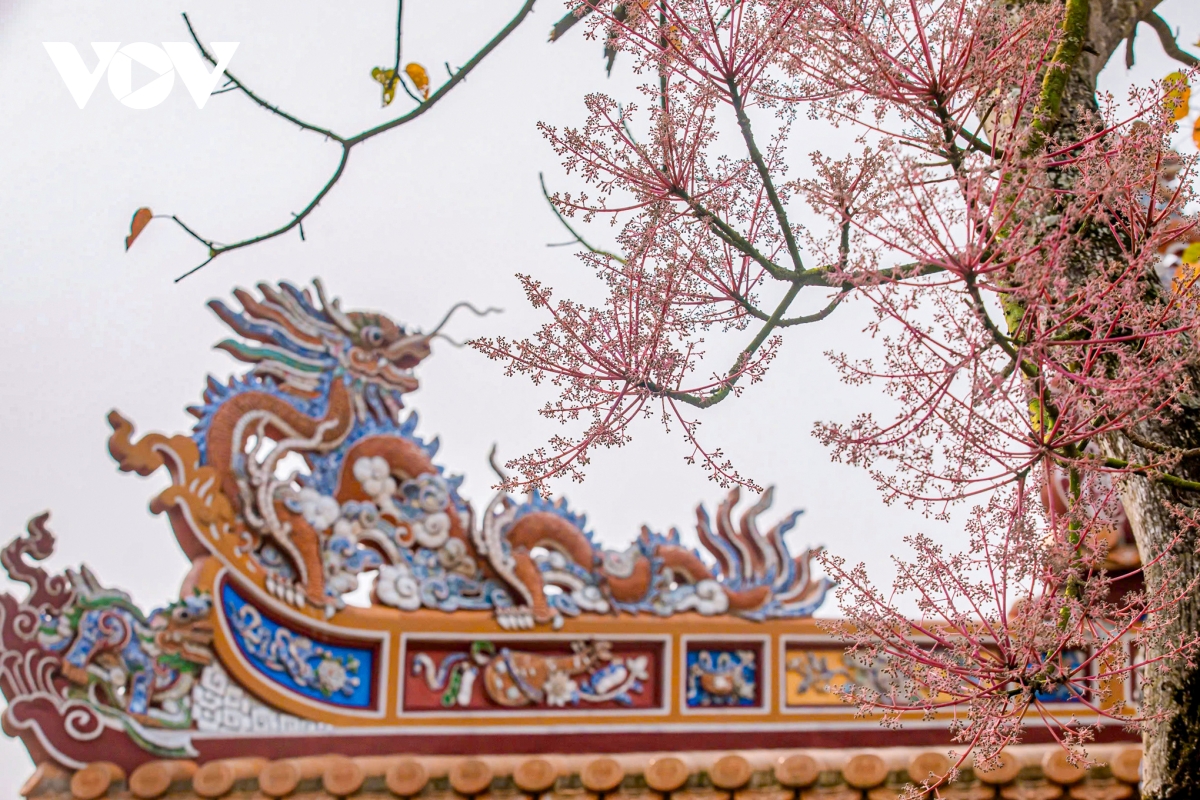 ngắm vương giả chi hoa khoe sắc trong quần thể di tích cố đô huế hình ảnh 2 ngam vuong gia chi hoa khoe sac trong quan the di tich co do hue hinh anh 2