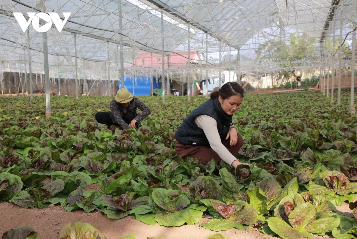 sản xuất nông nghiệp ứng phó với thiên tai ở sơn la hình ảnh 3 san xuat nong nghiep ung pho voi thien tai o son la hinh anh 3