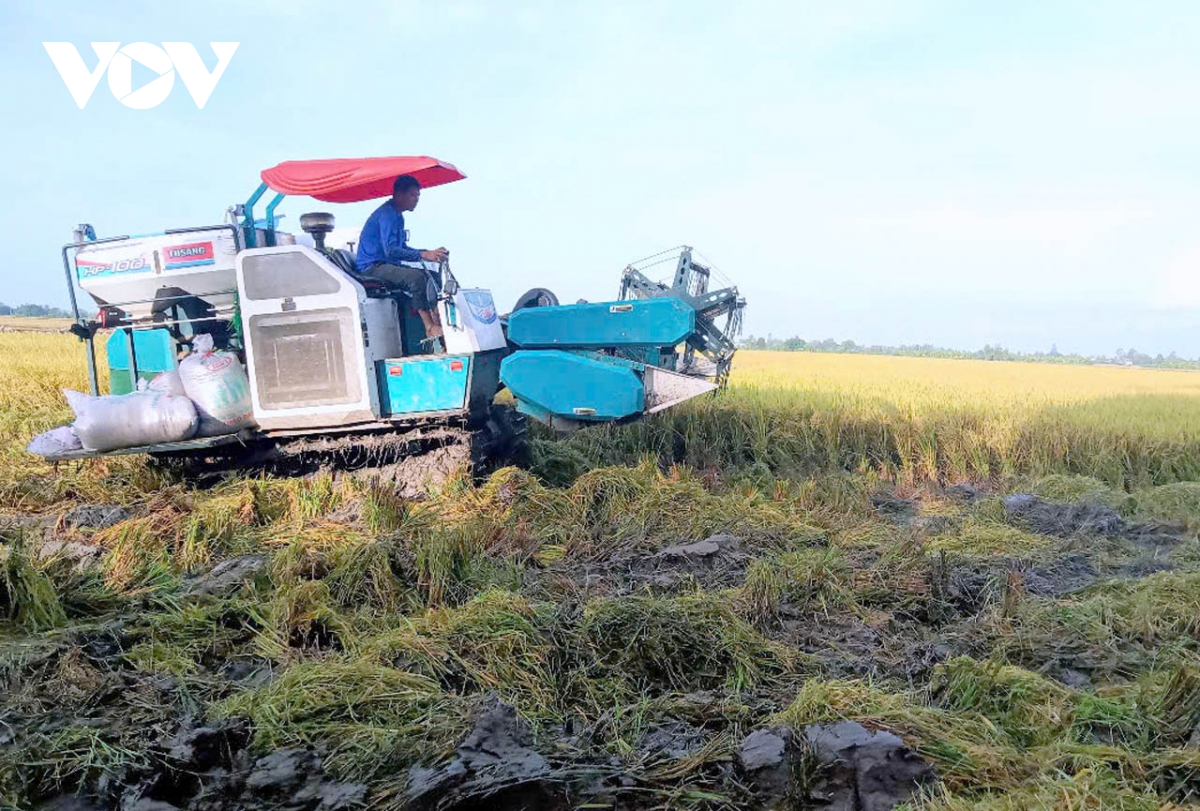 mô hình liên kết trong chuỗi giá trị của đề án 1 triệu hecta lúa vùng Đbscl hình ảnh 2 mo hinh lien ket trong chuoi gia tri cua de an 1 trieu hecta lua vung Dbscl hinh anh 2