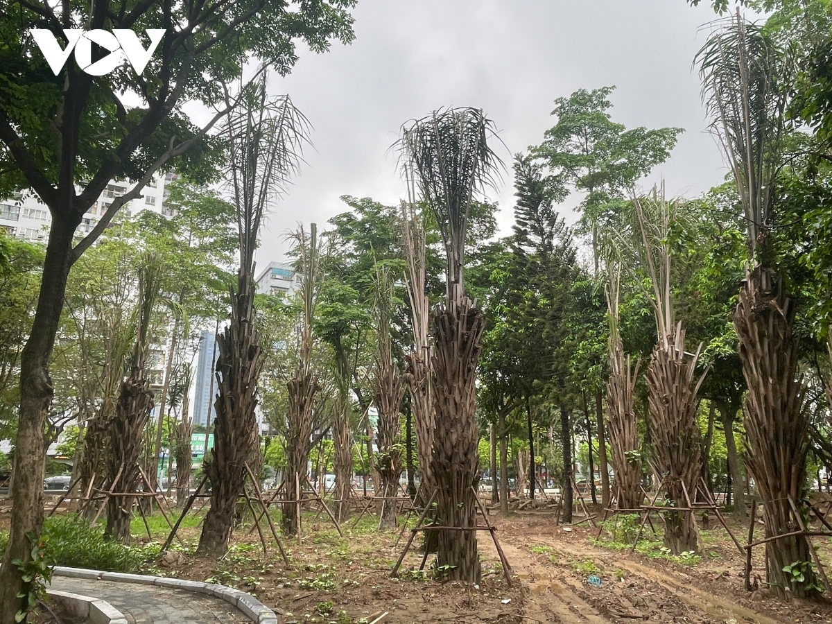 công viên cầu giấy đang dần lột xác sau hơn 3 tháng cải tạo hình ảnh 4 cong vien cau giay dang dan lot xac sau hon 3 thang cai tao hinh anh 4