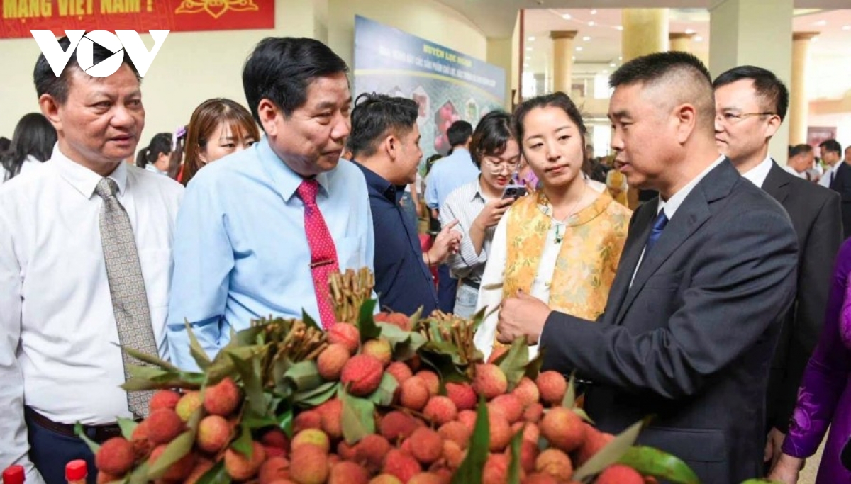 Bac Giang targets premium lychee quality, global market expansion