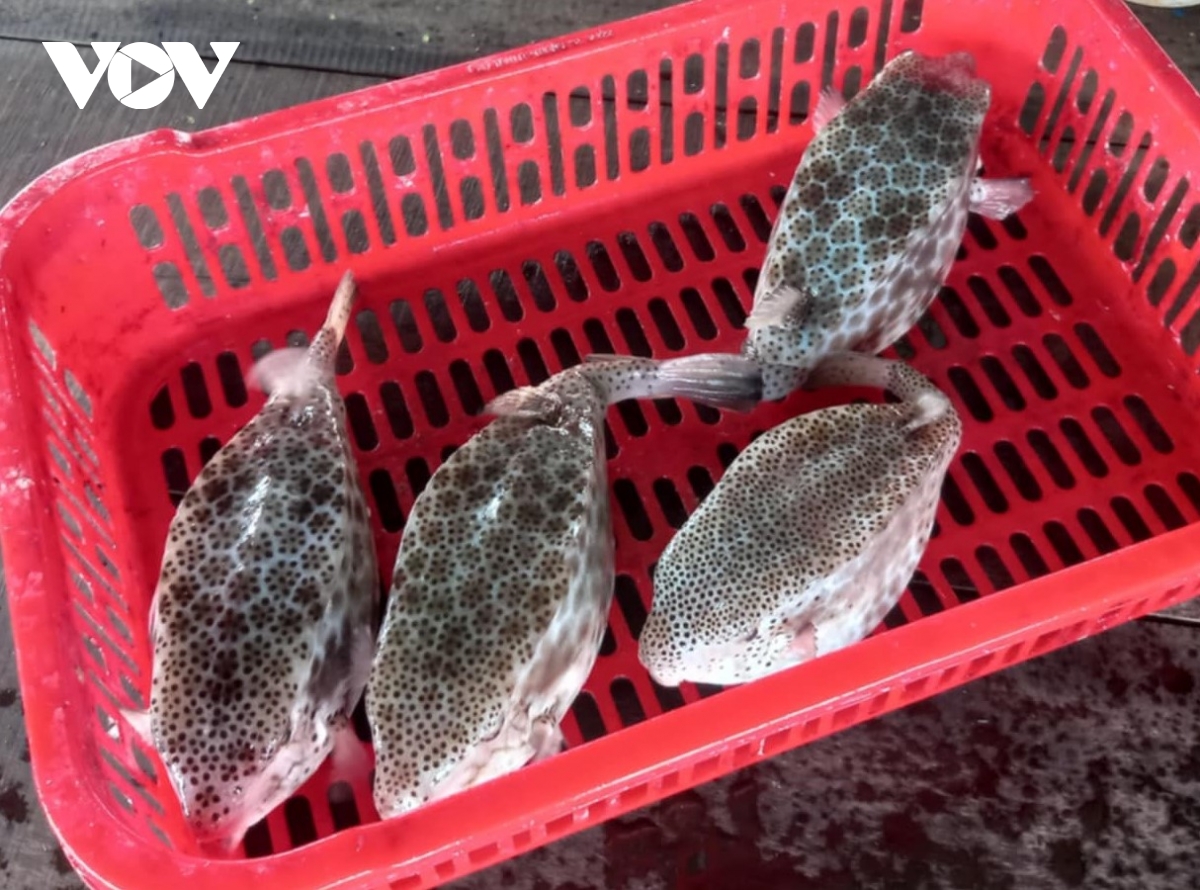 Vụ bán cá bò hòm 3,5 triệu đồng/kg cho du khách, chủ bè nổi bị xử phạt