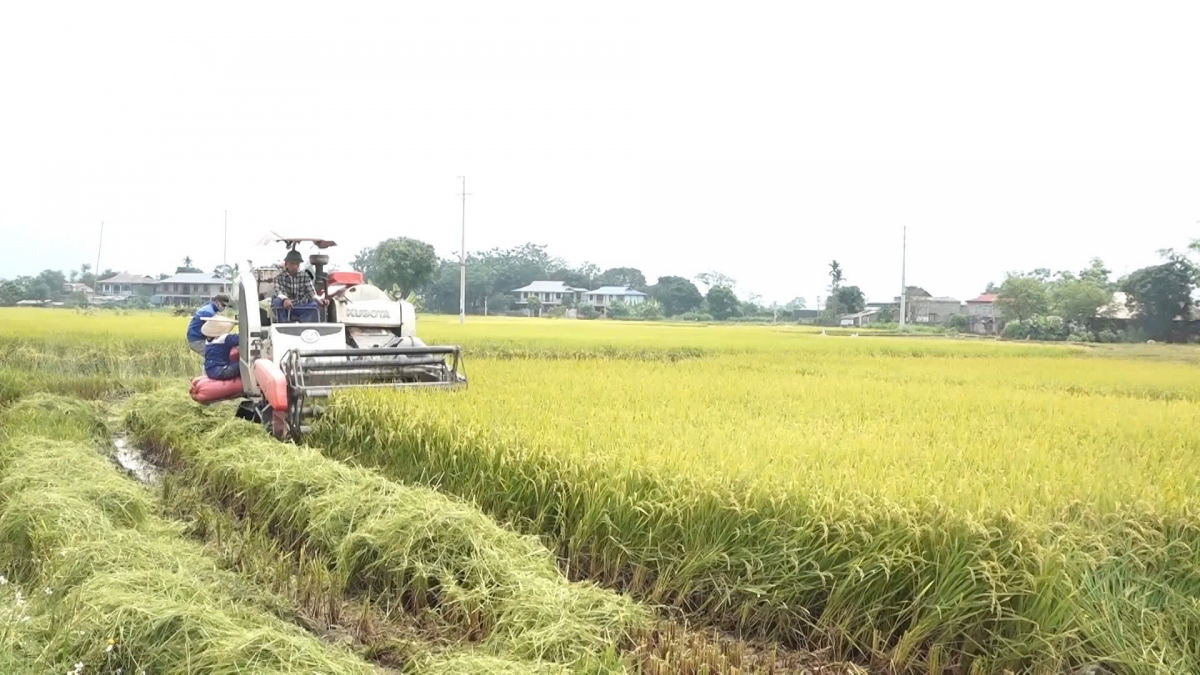 năng suất lúa đông xuân trên cánh đồng mường lò giảm mạnh do thời tiết bất lợi hình ảnh 3 nang suat lua dong xuan tren canh dong muong lo giam manh do thoi tiet bat loi hinh anh 3