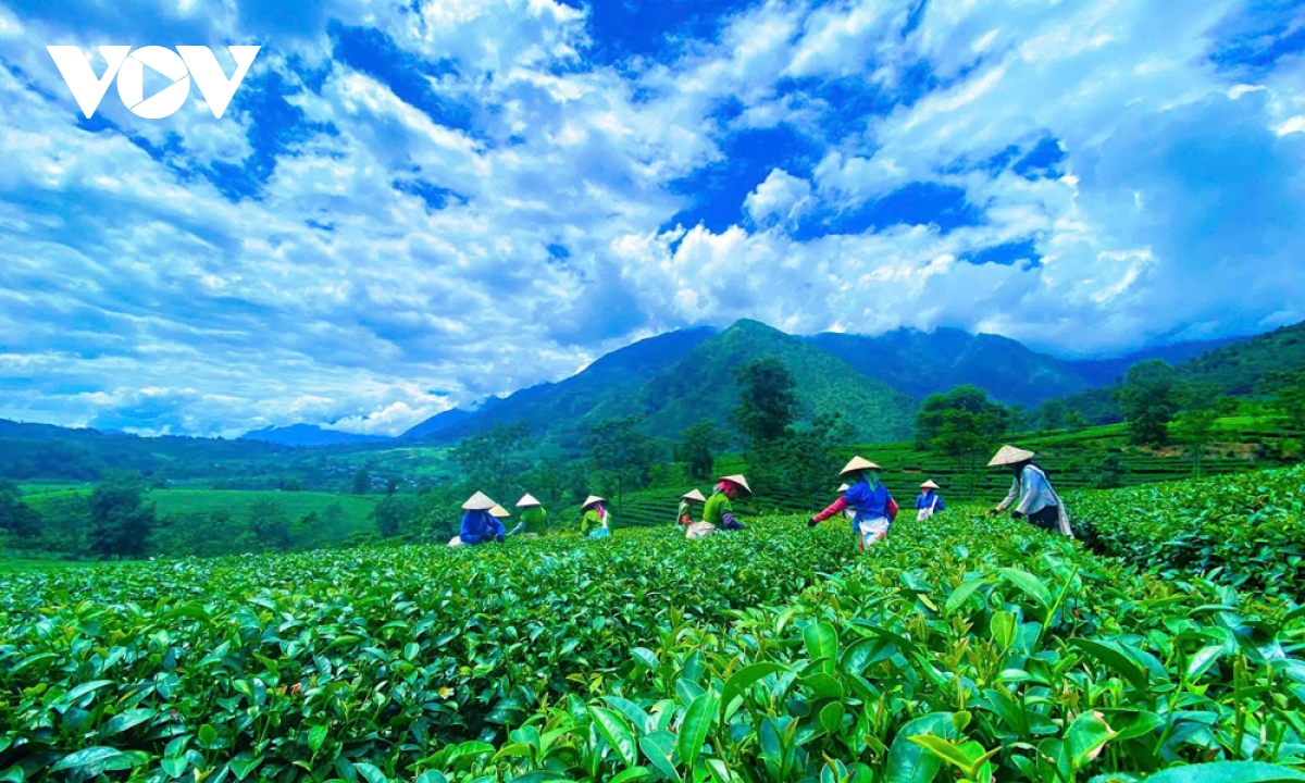 nhung doi che xanh mat thu hut du khach den lai chau hinh anh 3 nhung doi che xanh mat thu hut du khach den lai chau hinh anh 3