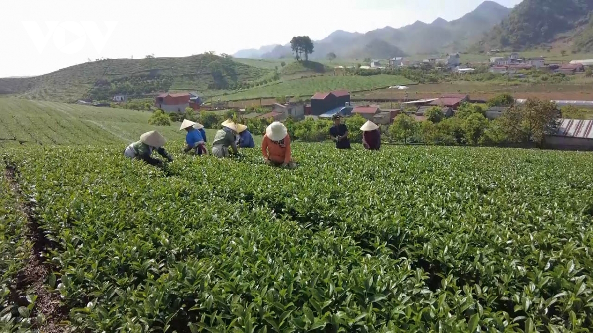 mộc châu, sơn la vào vụ thu hoạch chè xuân hình ảnh 2 moc chau, son la vao vu thu hoach che xuan hinh anh 2