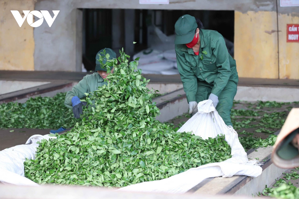 mộc châu, sơn la vào vụ thu hoạch chè xuân hình ảnh 1 moc chau, son la vao vu thu hoach che xuan hinh anh 1