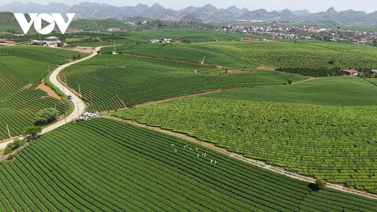 mộc châu, sơn la vào vụ thu hoạch chè xuân hình ảnh 3 moc chau, son la vao vu thu hoach che xuan hinh anh 3