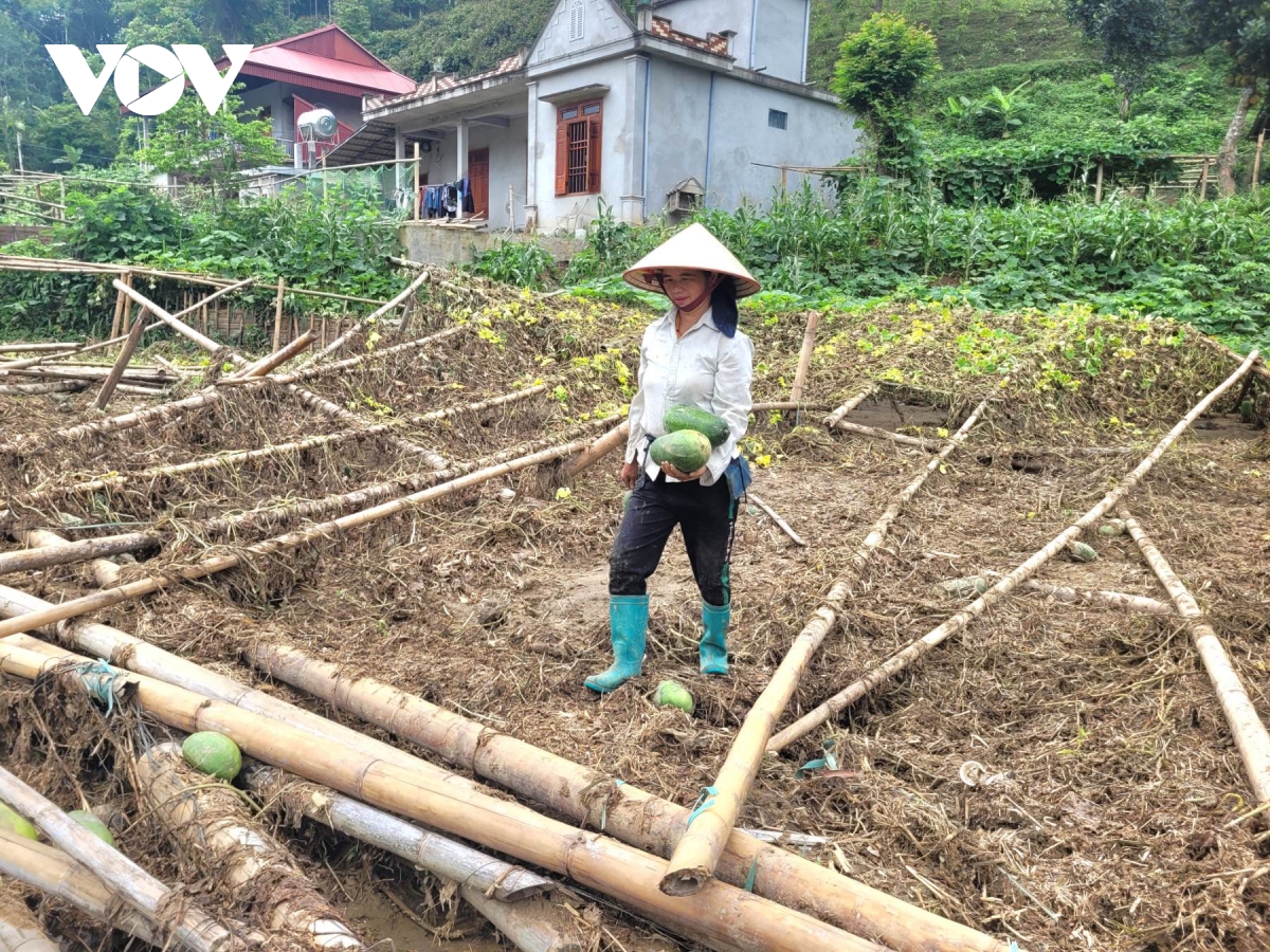 người dân các tỉnh miền núi phía bắc chủ động khắc phục sản xuất sau mưa lũ hình ảnh 2 nguoi dan cac tinh mien nui phia bac chu dong khac phuc san xuat sau mua lu hinh anh 2