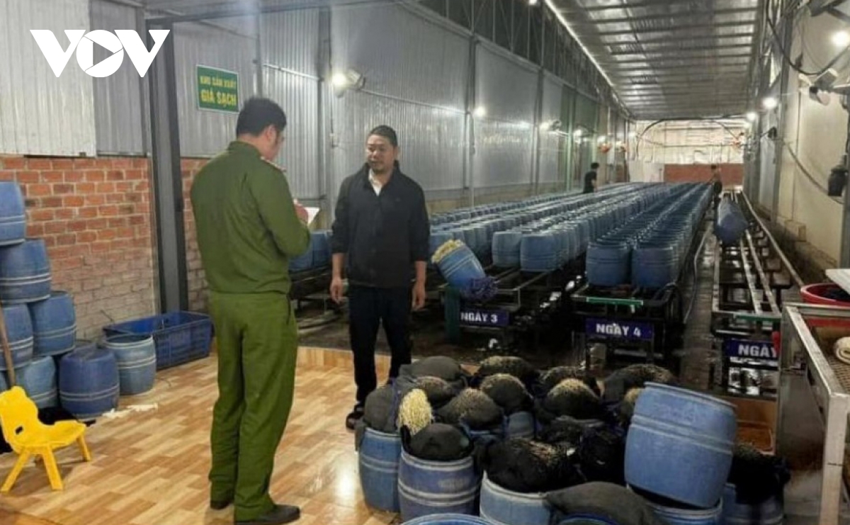 sau vụ kẹo rau củ kera, giá đỗ ngậm hóa chất, Đắk lắk đẩy mạnh kiểm soát attp hình ảnh 1 sau vu keo rau cu kera, gia do ngam hoa chat, Dak lak day manh kiem soat attp hinh anh 1