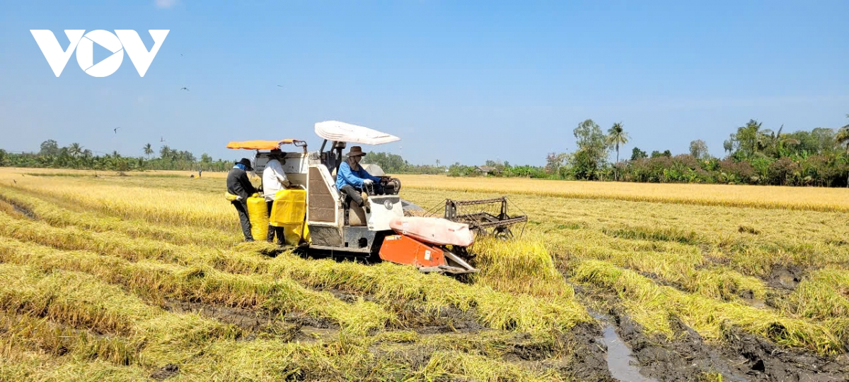 ĐBSCL phấn đấu cả năm đạt 24 triệu tấn lúa hàng hóa xuất khẩu