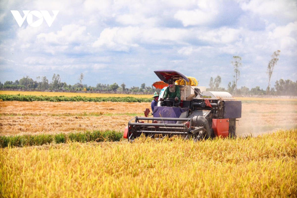 Đbscl phấn đấu cả năm đạt 24 triệu tấn lúa hàng hóa xuất khẩu hình ảnh 1 Dbscl phan dau ca nam dat 24 trieu tan lua hang hoa xuat khau hinh anh 1