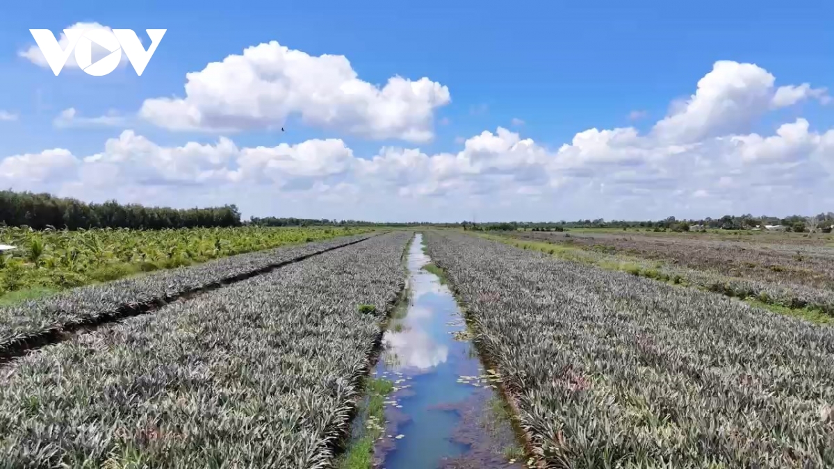 tiền giang sáp nhập với Đồng tháp tạo sức mạnh để phát triển vươn mình hình ảnh 3 tien giang sap nhap voi Dong thap tao suc manh de phat trien vuon minh hinh anh 3