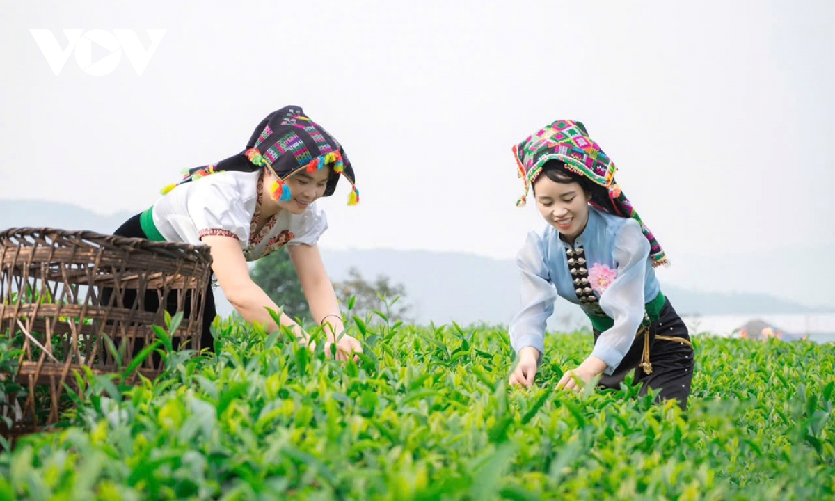 nhung doi che xanh mat thu hut du khach den lai chau hinh anh 4 nhung doi che xanh mat thu hut du khach den lai chau hinh anh 4