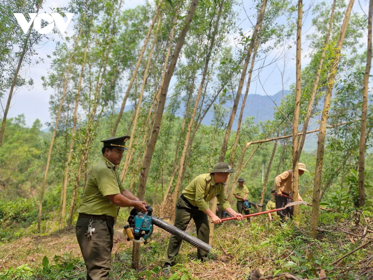 Đà nẵng tăng cường phòng chống cháy rừng mùa nắng nóng hình ảnh 2 Da nang tang cuong phong chong chay rung mua nang nong hinh anh 2