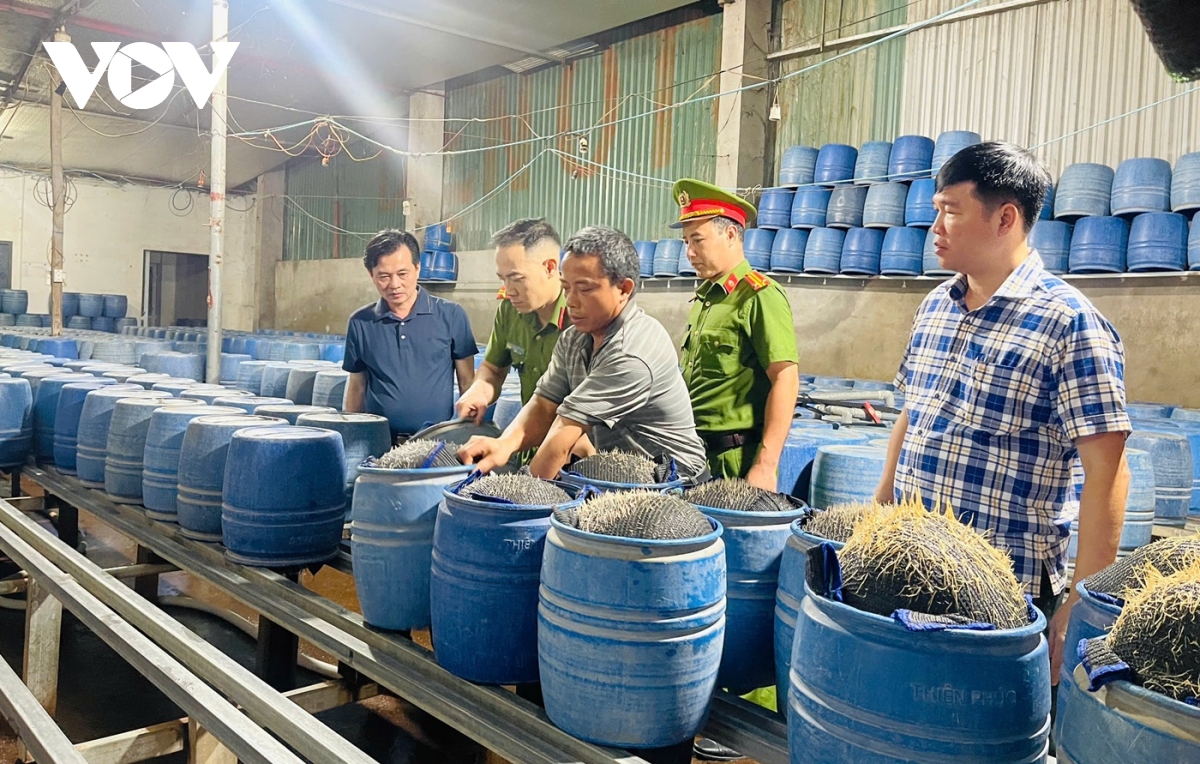 lào cai triệt phá đường dây sản xuất giá đỗ độc hại hình ảnh 2 lao cai triet pha duong day san xuat gia do doc hai hinh anh 2