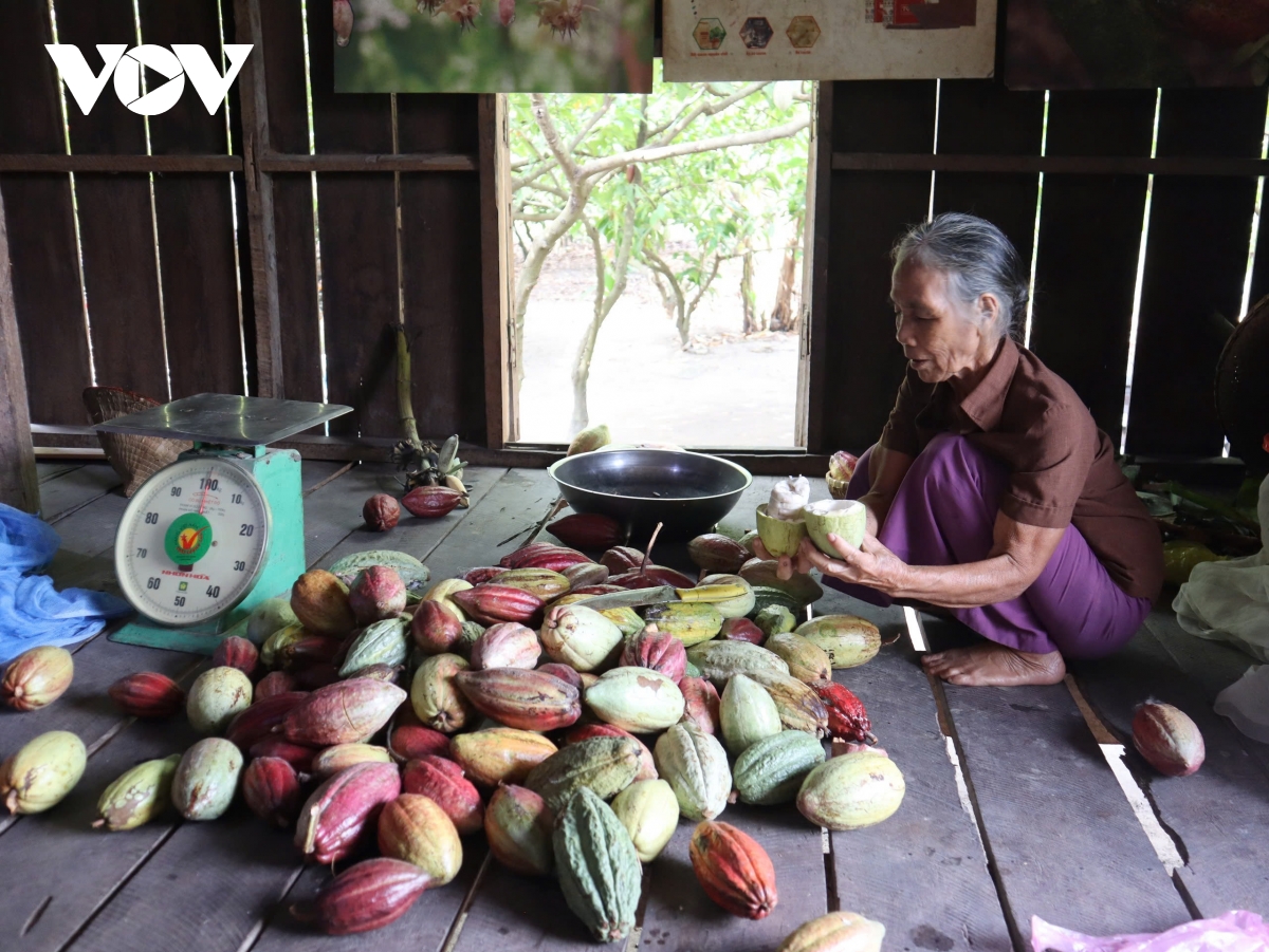 Đắk lắk nắm bắt cơ hội phục hồi và phát triển ca cao hình ảnh 2 Dak lak nam bat co hoi phuc hoi va phat trien ca cao hinh anh 2